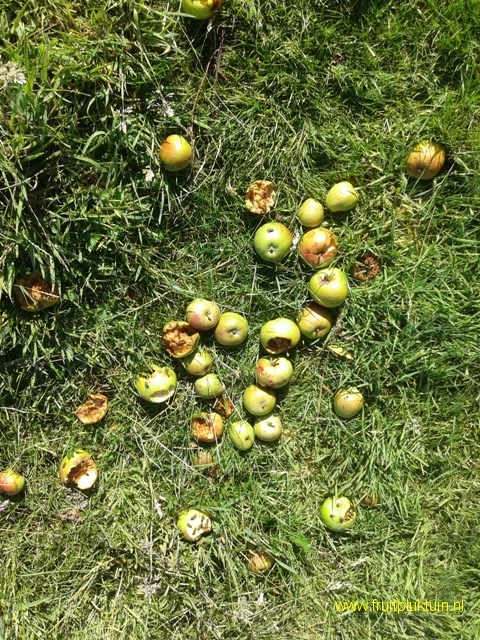 Voederplaats. Weglokken van mezen van het fruit
